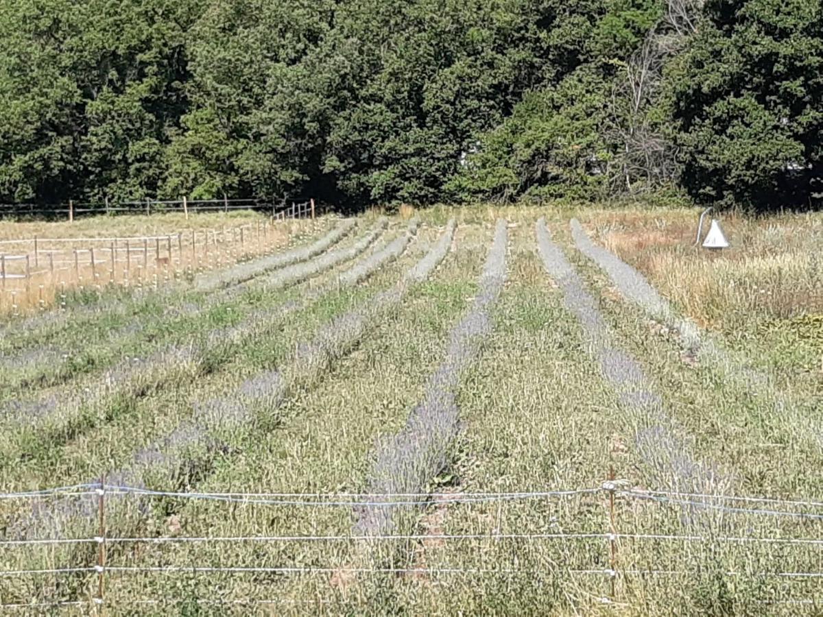 Montferrat La Ferme De Manon公寓 外观 照片